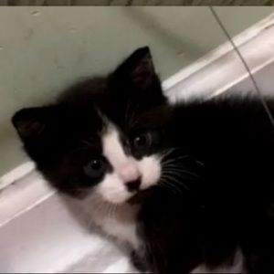 Meet your Posher, Yannalia